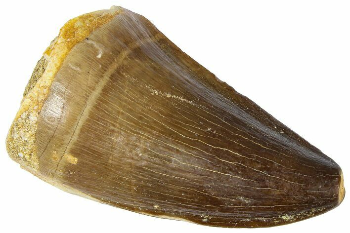 Fossil Mosasaur (Thalassotitan) Tooth - Morocco #364167